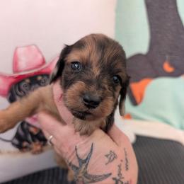 Otto - Dapple male Dachshund puppy in Barnard, Missouri from KB Doxies