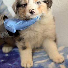 Boy 4 - Blue merle male Australian Shepherd puppy in Millville, New Jersey from Creekside Canines