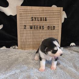 Sylvia - Black and white female Siberian Husky puppy in Brunswick, Ohio from Blue Star Siberians