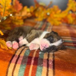 Boy 4 - Brindle male Boxer puppy in Prestonsburg, Kentucky from Bre’s Boxers