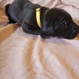 Cane Corso and Great Dane Puppies from RC RANCH GREAT DANES