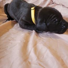 Cane Corso and Great Dane Puppies from RC RANCH GREAT DANES