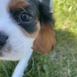 Cavalier King Charles Spaniel, Cavapoo, and Poodle Puppies from Macy’s Poodles and Doodles