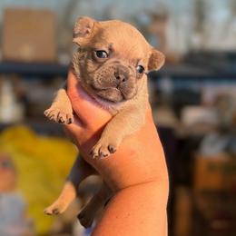 Russet - Fawn male French Bulldog puppy in Hopkins, Missouri from Mowry Creek Mini Aussiedoodles and More
