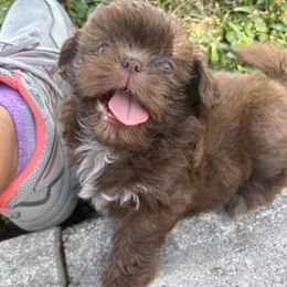 Shih Tzu Puppies from Staci Paysinger