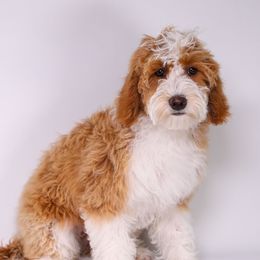Cher - Goldendoodle