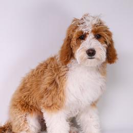Cher - Goldendoodle