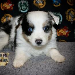 Scarecrow - Blue merle male Australian Shepherd puppy in El Dorado Springs, Missouri from HP Aussie Kennels