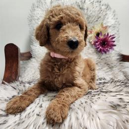 Baby - Red  female Poodle puppy in Spartanburg, South Carolina from Taya's Pups