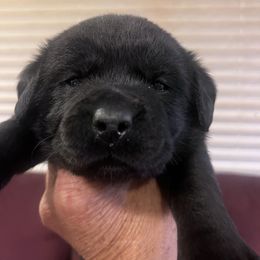 3rd Pick Black Female - Black female Labrador Retriever puppy in Louisiana from Fetchmoore’s Labrador Retrievers