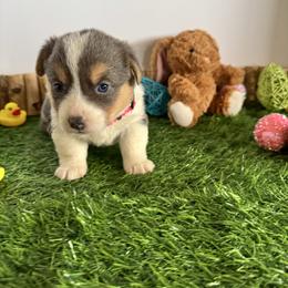 Foxy - Blue female Pembroke Welsh Corgi puppy in Millsap, Texas from Punchy Pembroke Ranch