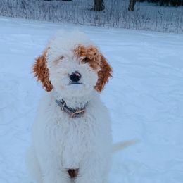Cockapoos, Goldendoodles, and Poodles from Texas Teddy Doodles