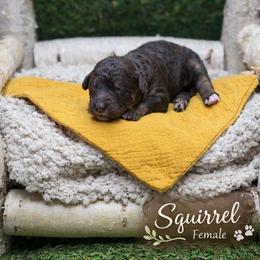 Squirrel - Phantom female Bernedoodle puppy in Williamson, New York from Lakeside Doodles