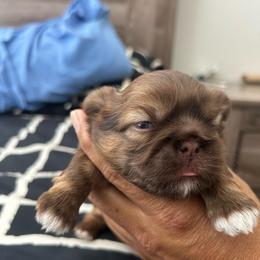 Male 2 - Chocolate male Shih Tzu puppy in Kissimmee, Florida from Bebe AKC Puppies
