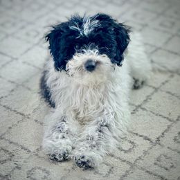 Aussiedoodle All Grown Up from Iron Doodles
