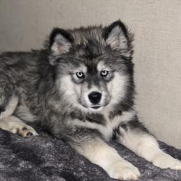 Siberian Husky Puppies from Addison Grove Huskies