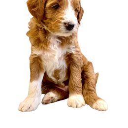 Yellow Collar Male - Red  male Goldendoodle puppy in from Blue Ridge Goldens