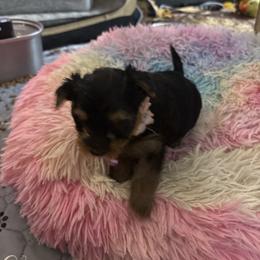 Stella Santoyo - Black and gold female Yorkshire Terrier puppy in Phoenix, Arizona from Coursey’s Yorkies