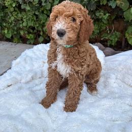 Peep - Red  female Goldendoodle puppy in La Verne, California from Marshall Goldendoodles