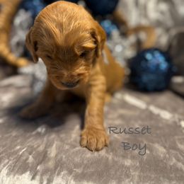 Russet - Red  male Goldendoodle puppy in Rockville, Minnesota from Bracha Poodles & Doodles