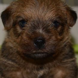 Norfolk Terriers from Abella Norfolks