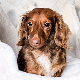 Parti - Dachshund