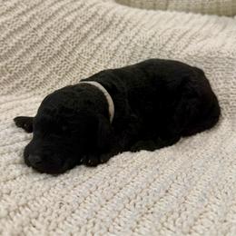 Grey - Silver male Poodle puppy in Camdenton, Missouri from Silver Lining Poodles