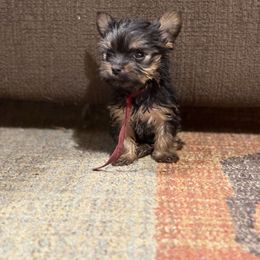 Australian Shepherd, Boerboel, Shorkie, and Yorkshire Terrier Puppies from SATA Kennels