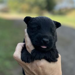 Scottish Terrier and Toy Australian Shepherd Puppies from Pecan Creek