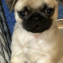 Pug Puppies from Garrick’s Precious Pugs