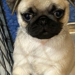Pug Puppies from Garrick’s Precious Pugs