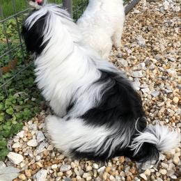 Shih Tzu Puppies from Lil' Darlin' Shih Tzus of the Virginia Blue Ridge