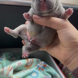 Blue Fawn Boy - Blue fawn male French Bulldog puppy in Gulf Breeze, Florida from SW Frenchies