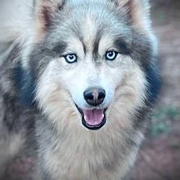 Pomsky puppies from Spokane Pomskies