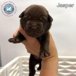 Jasper - Chocolate male Labrador Retriever puppy in Elloree, South Carolina from Moonlight Kennels LLC