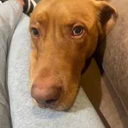 Thor - Labrador Retriever