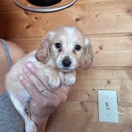 Boy 2 - Cream male Dachshund puppy in Cheyenne, Wyoming from Great Basin Hounds