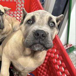 Cane Corso from Mississippi Mastiffs