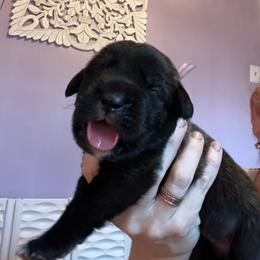 Light pink collar Avalon - Chestnut brindle female Cane Corso puppy in Tennessee from Nuovo Inizi Kennels