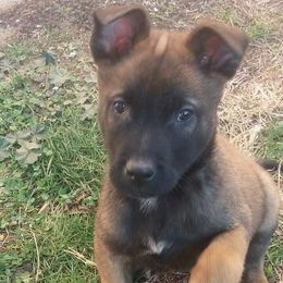 Belgian Malinois Puppies from Top Dogs