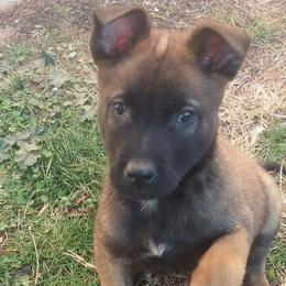 Belgian Malinois Puppies from Top Dogs