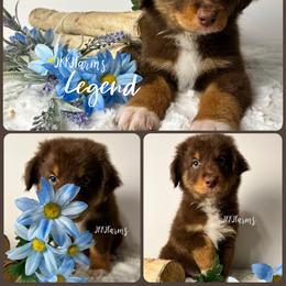 6 Legend - Red tri-color male Australian Shepherd puppy in Huntington, Texas from JKKJ Farms, LLC
