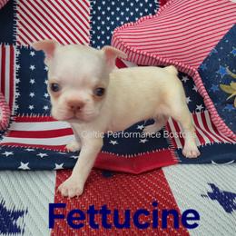 Fettucine - Lilac male Boston Terrier puppy in Griffin, Georgia from Celtic Performance Bostons