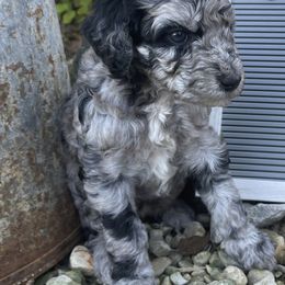 Goldendoodles from Dawn's Doodles