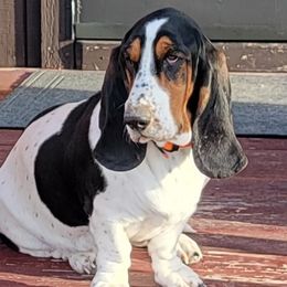 Melia - Basset Hound