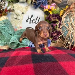 Smooth chocolate and tan girl - Chocolate and tan female Dachshund puppy in Vineland, New Jersey from Corgis at the Jersey Shore/Frenchie Connection
