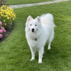 Dakota - American Eskimo Dog