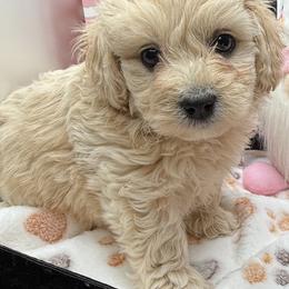 Alfredo - Cream male Maltipoo puppy in Colonial Beach, Virginia from BeachRidge Pups