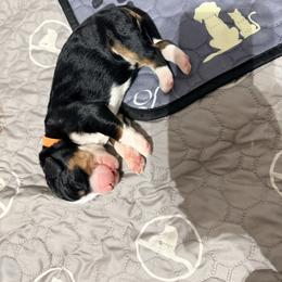 Orange Boy - Tri-color male Bernedoodle puppy in Temperance, Michigan from Michigans Bernedoodle’s