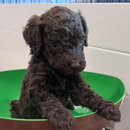 Poodles from Ani Kyan